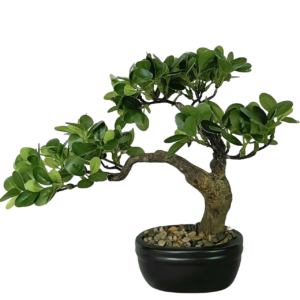 Bonsai Bonsi - BONSALIA