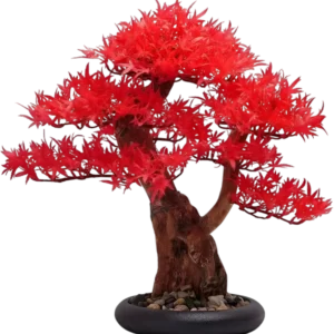 Bonsai Dragón Rojo - BONSALIA