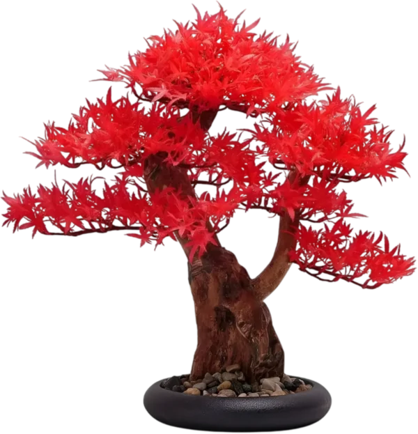 Bonsai Dragón Rojo - BONSALIA